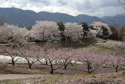 桃と桜の花をその向こうに見える山の写真