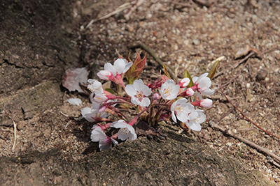 根っこ付近に最多桜の花の写真