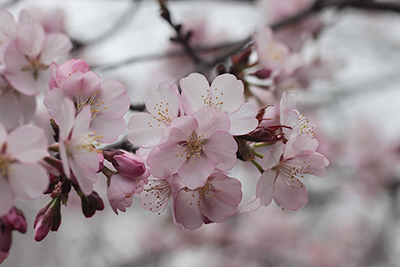 富士桜と思われる桜の花の写真