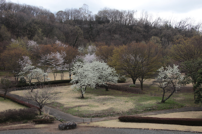 丸山塚古墳周辺に咲く梅などの写真