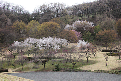 丸山塚古墳近くに咲く梅などの写真その２