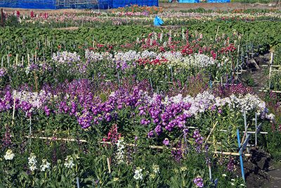 紫と白が多いお花畑の写真