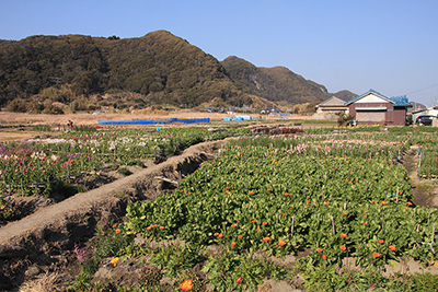 お花畑と高塚山方面の写真