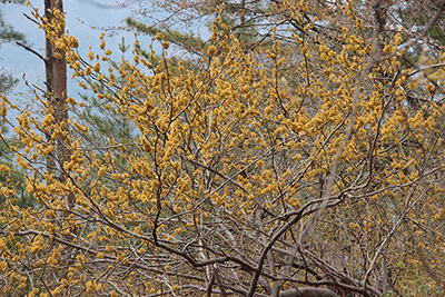 黄色の濃いアブラチャンの仲間の樹木の写真