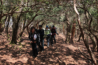戸塚峠からもアセビの多い登山道を歩いている写真