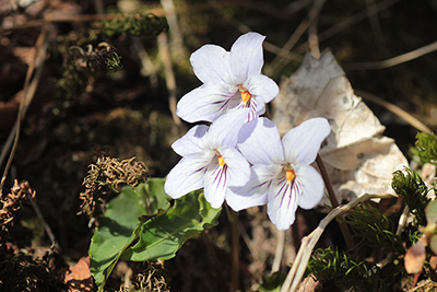 ナガバノスミレサイシンと思われるスミレが３つ固まって咲いている写真
