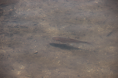 八丁池を泳いでいる魚の写真