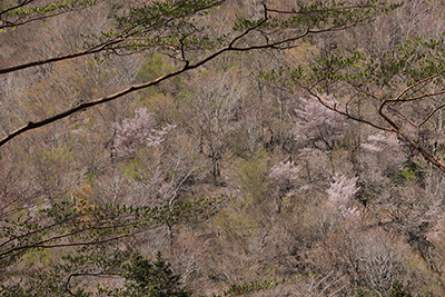 桜など春の木々が美しい対岸の山腹の写真