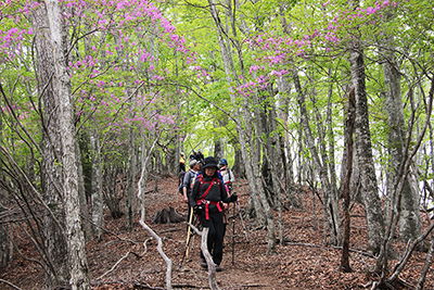 ミツバツツジの咲く尾根を歩いている写真