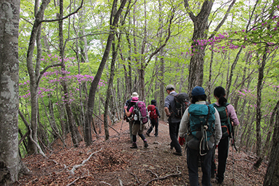ミツバツツジの咲く登山道を歩いている写真
