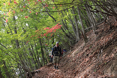 真っ赤なヤマツツジの咲く登山道を下っているＴさんの写真