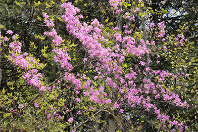 林道に咲くミツバツツジの写真