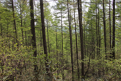 新緑が美しい唐松林の写真