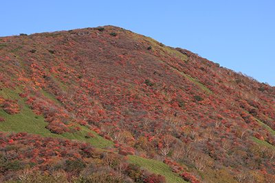 鬼面山と紅葉の写真