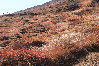 那須岳山腹の紅葉の写真