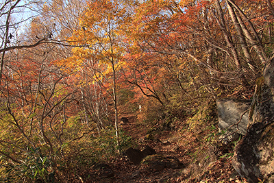 紅葉が美しい三斗小屋温泉付近の登山道の写真