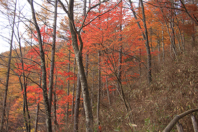 登山道を彩る紅葉の写真