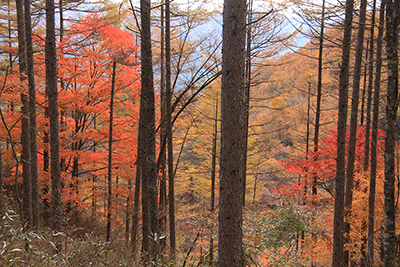 登山道脇の紅葉の写真