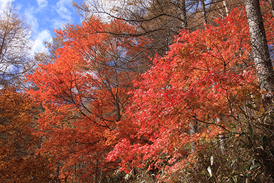 赤く色づいた木が多い写真