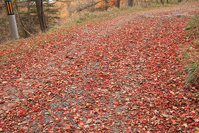 赤い落ち葉の絨毯の写真