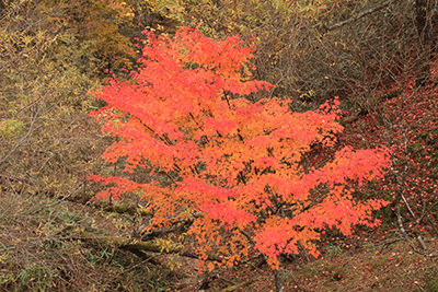 真っ赤に色づいた木の写真