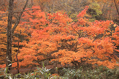 美しく紅葉した木の写真