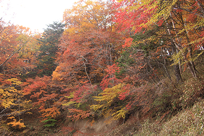 柳沢峠近くの紅葉の写真