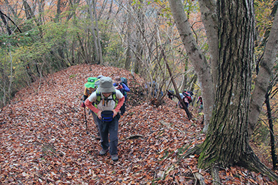 美しい落ち葉の絨毯となった登山道を歩いている写真