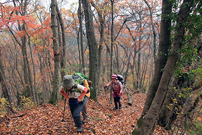 紅葉の美しい登山道を登っている写真
