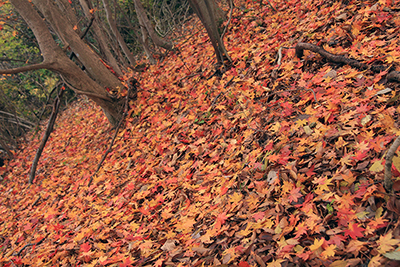 美しい落ち葉の絨毯の写真