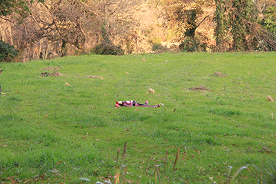 緑の草原の上に寝転ぶＫちゃんの写真