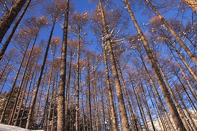 青空に向かって伸びる唐松林の写真