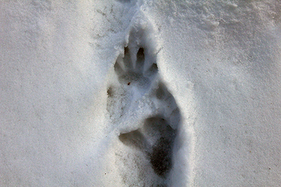 雪面に付いた猿の足跡の写真