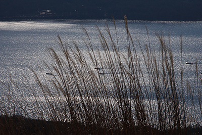 山中湖の光る湖面とススキの写真