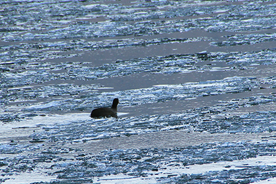 凍った湖面の間を泳ぐオオバンの写真