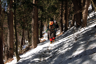 雪の増えた植林帯をトラバース気味に歩いている写真