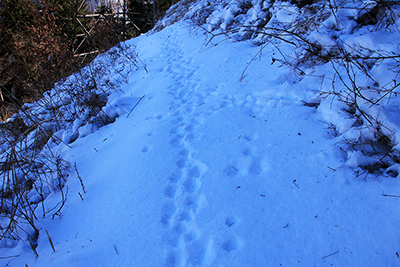 動物の足跡がたくさんある雪面の写真