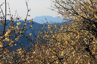 ロウバイと両神山の写真