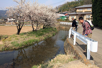 梅が咲く小川の畔で川を見ている写真
