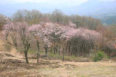 陣馬山山頂付近の色の濃いサクラの写真