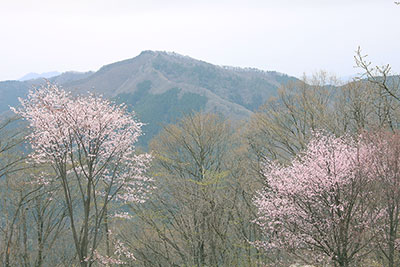 陣馬山のサクラと生藤山の写真