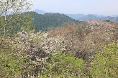 サクラ、新緑の木々、その向こうにある大岳山の写真