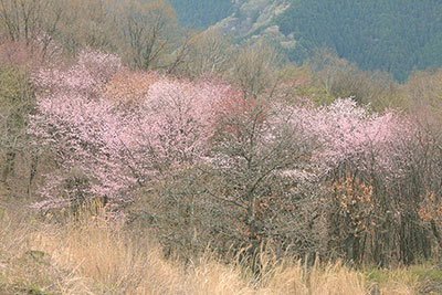 ピンク色が来い陣馬山山頂付近のサクラの写真