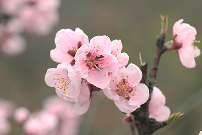 陣馬山山頂に咲く梅の写真