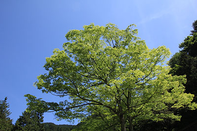広く枝を伸ばした新緑の木の写真