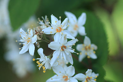 白い花の咲いた樹木の写真