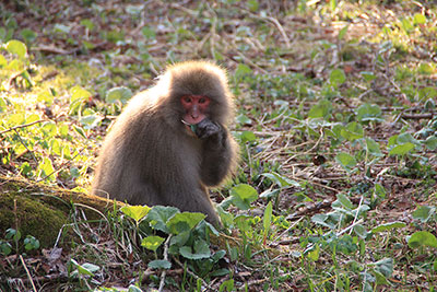 早朝の上高地で出会った草を食べている猿の写真