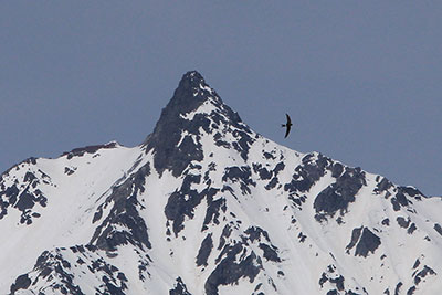 槍ヶ岳を背に飛ぶアマツバメの写真