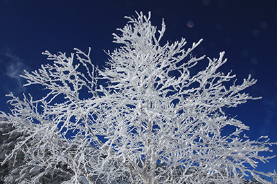 真っ白な枝を伸ばす樹氷の写真
