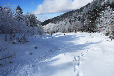 南沢の雪原の写真